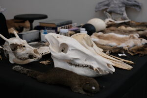 サイエンスアゴラ2026 出展プログラム「標本から学ぶ生き物の不思議」