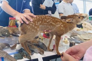【サイエンスアゴラ2026】「標本から学ぶ生き物の不思議」を出展しました