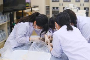 「青少年のための科学の祭典 東京大会」へ ― フィールドワーク・標本学・解剖学から広がる生き物の探究